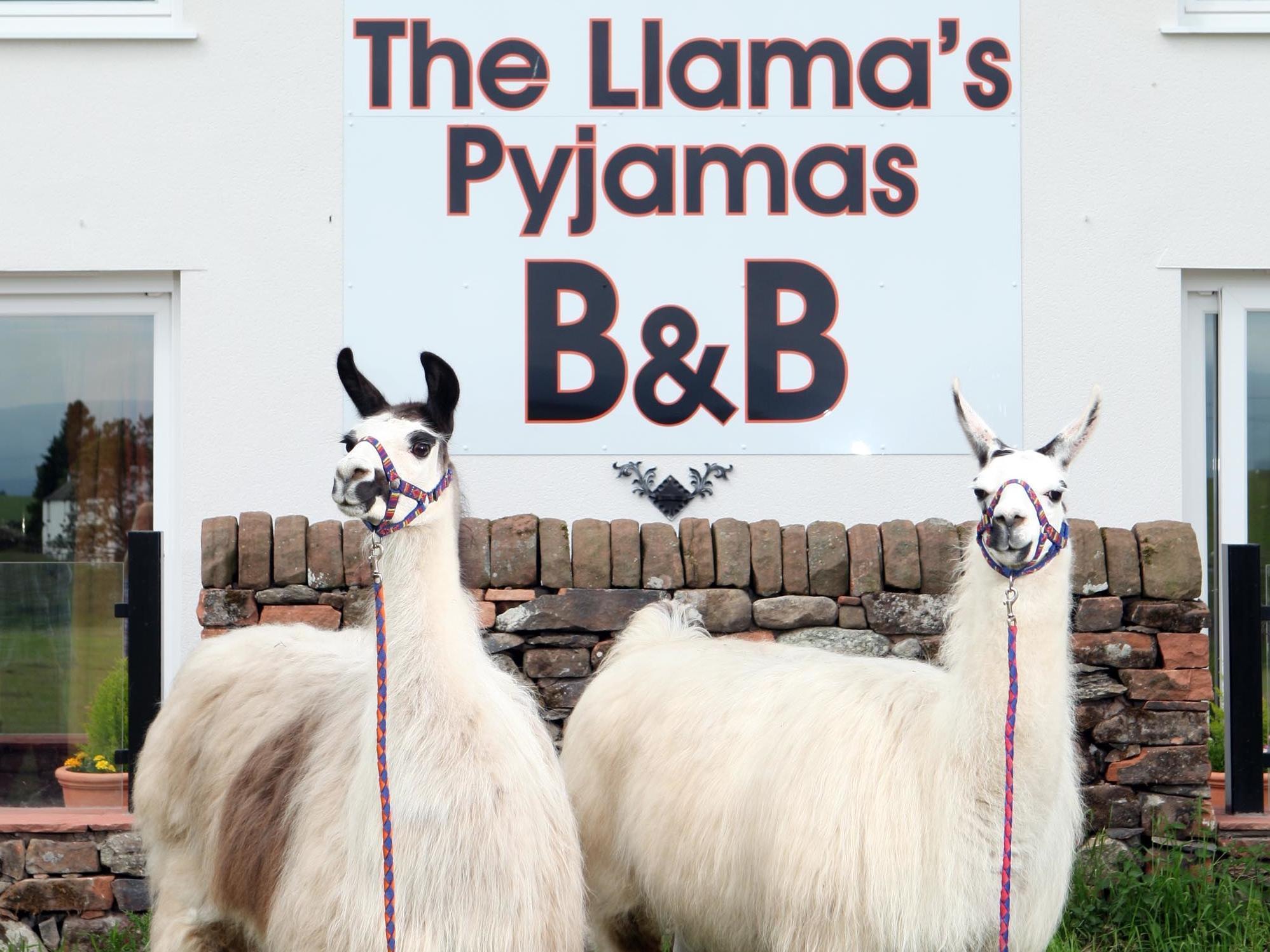 Llamas Pyjamas Panzió Penrith Kültér fotó