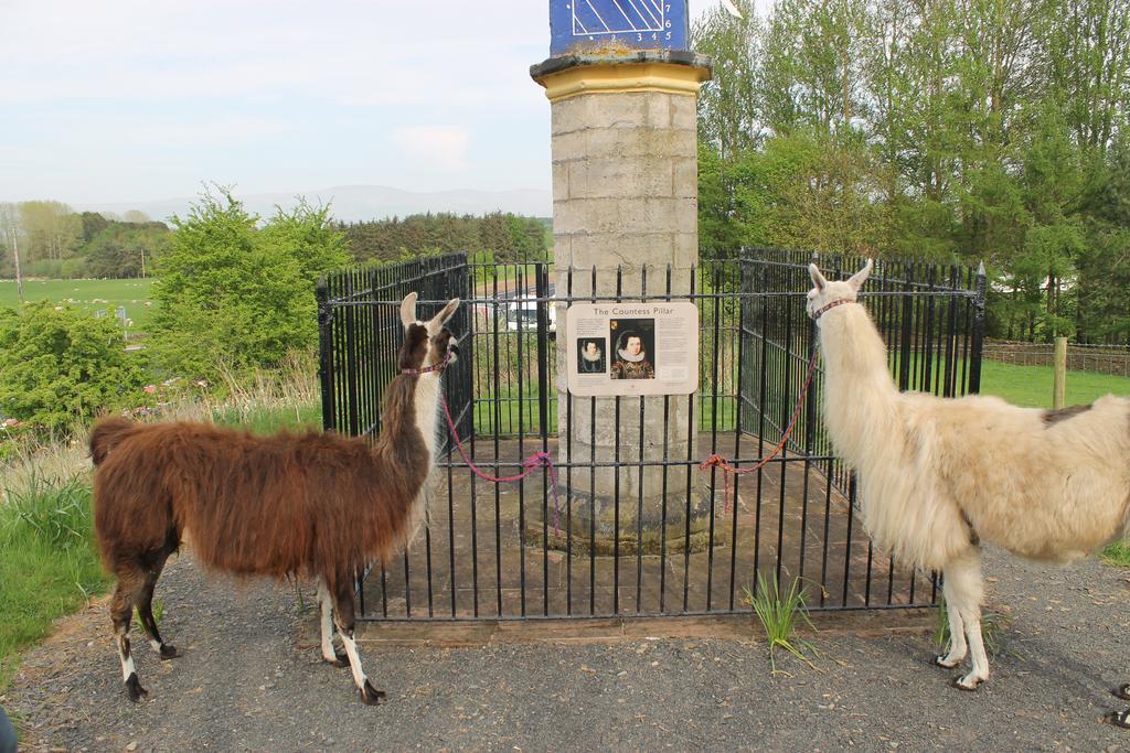 Llamas Pyjamas Panzió Penrith Kültér fotó