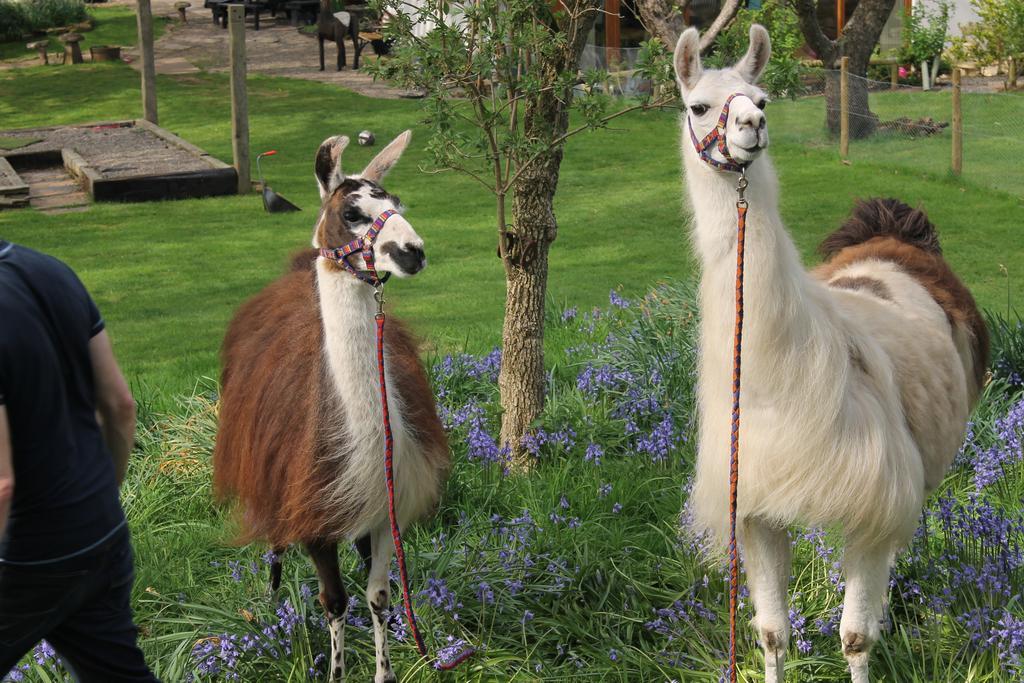 Llamas Pyjamas Panzió Penrith Kültér fotó